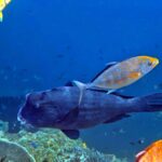 Snorkelling with manta rays at Tank Rock, Misool, Raja Ampat, October 2026