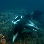 Snorkelling with manta rays at Tank Rock, Misool, Raja Ampat, October 2026