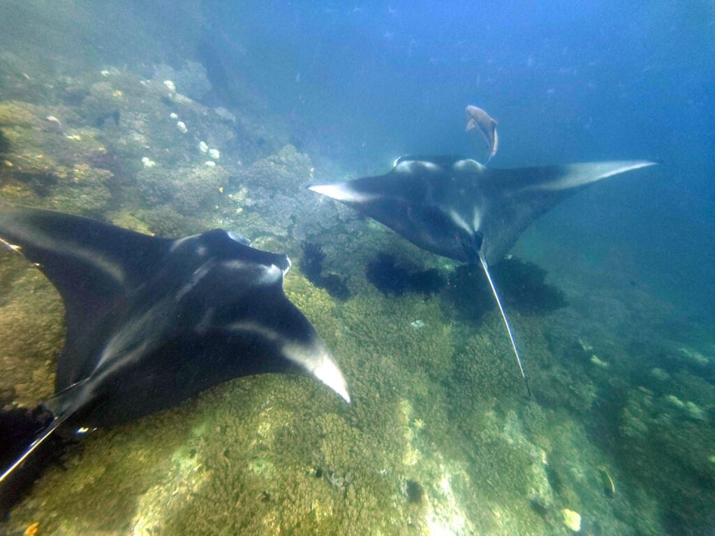 Two manta rays gliding over a coral reef, photographed on a phone in a DIVEVOLK housing