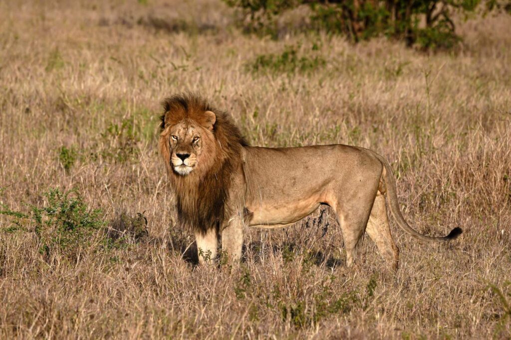 Lion seen on a game drive from Wild Wakati Camp, Serengeti