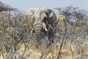 Elephant walking through flowering acacia scrub on the Hobatere concession, western Etosha, Namibia