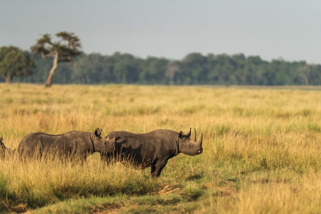 Black rhino in the Mara Triangle near Wilderness Mara